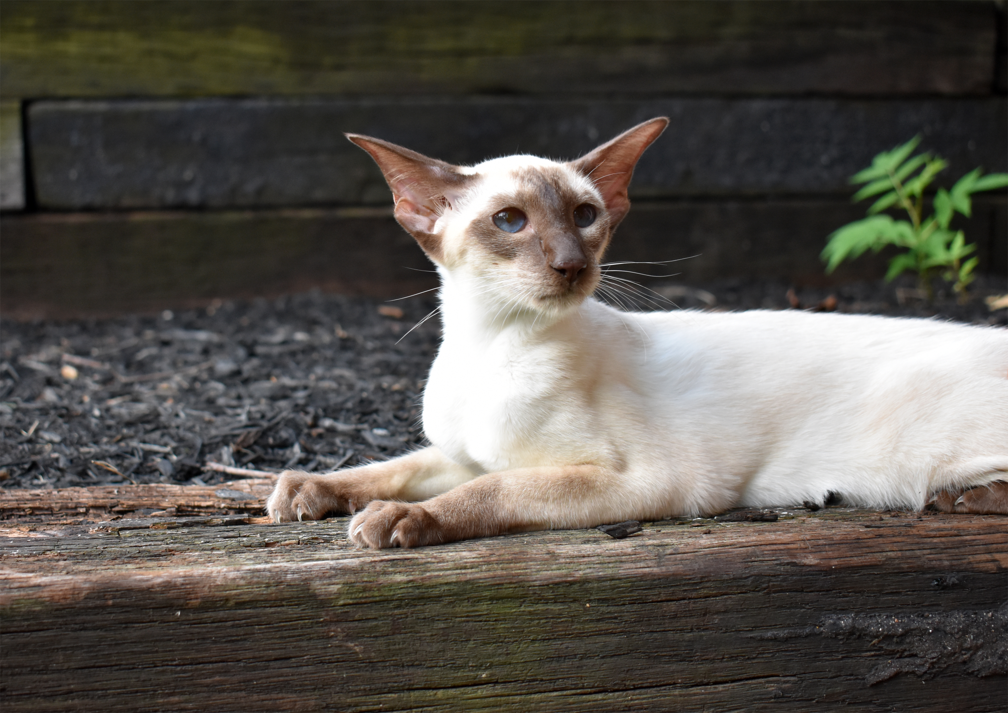 Siamese