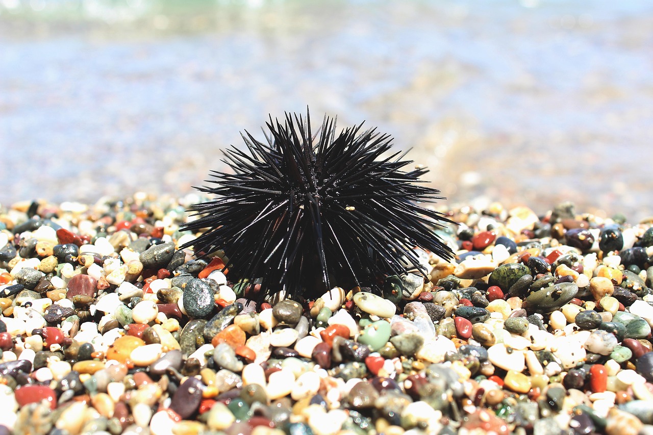 Urchin